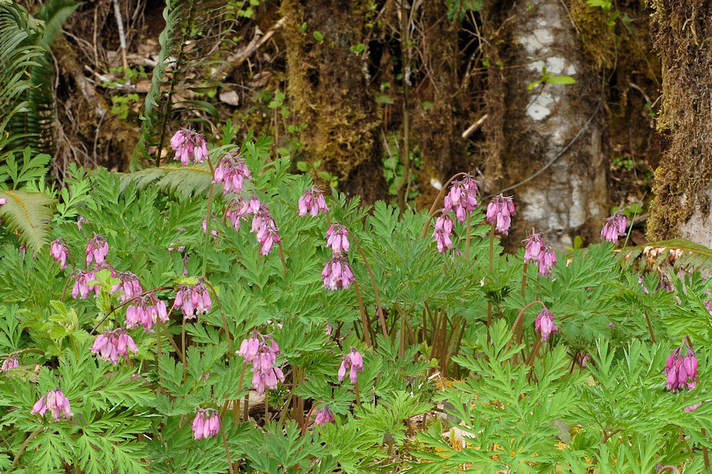 Pacific Bleeding Heart