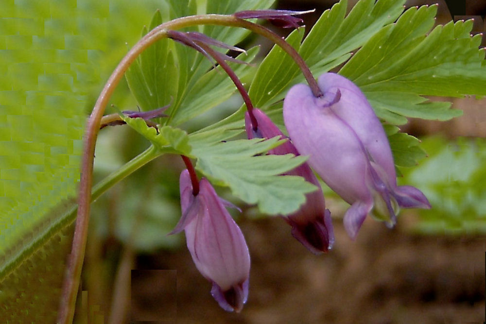 Pacific Bleeding Heart