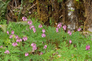 Bleeding Heart, Pacific