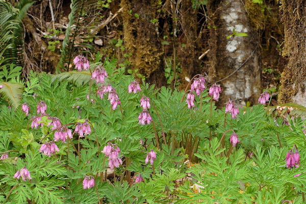 Pacific Bleeding Heart