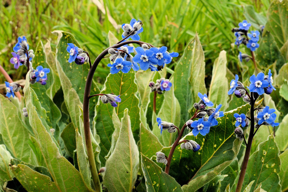 Blue Buttons Wildflowers Found in Oregon