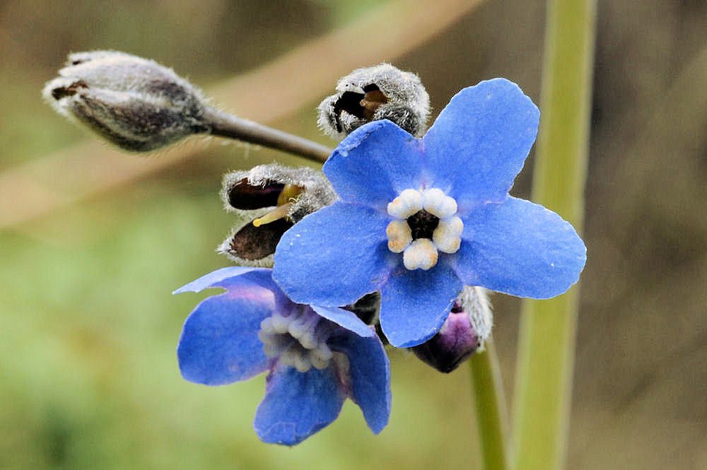 Blue Buttons - Wildflowers Found in Oregon