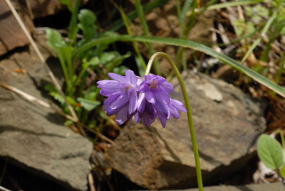 Blue Dicks Wildflowers Found in Oregon