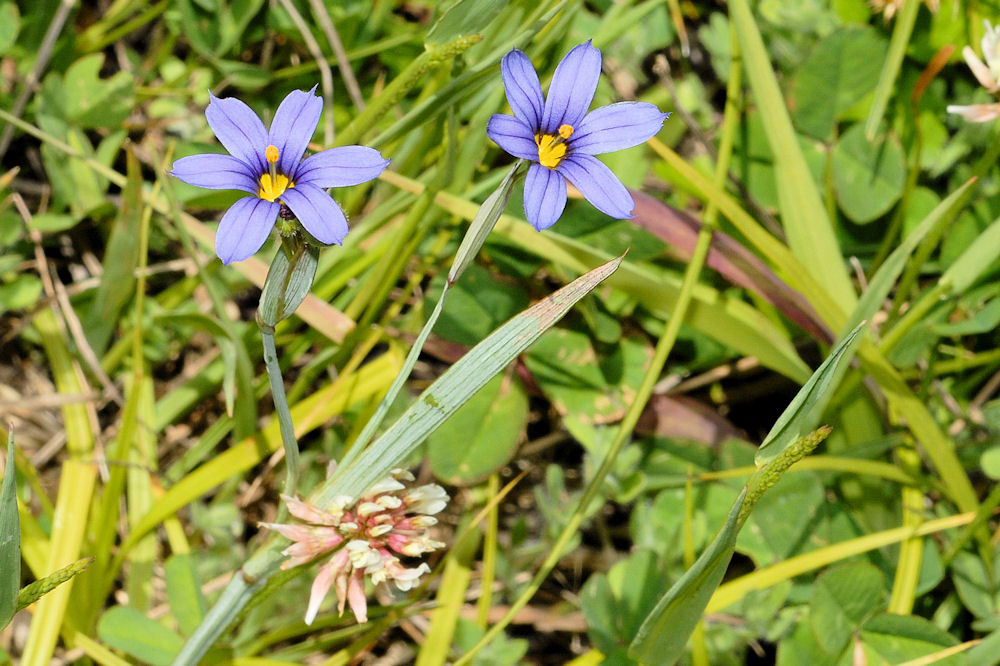 Idaho Blue-Eyed-Grass - Wildflowers Found in Oregon