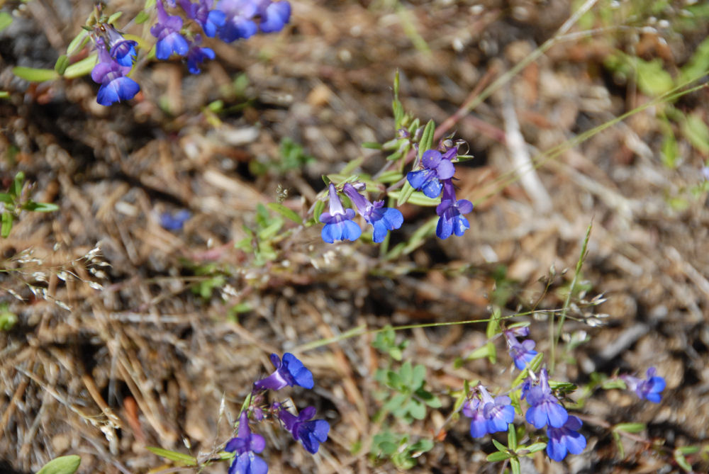 Giant Blue Eyed Mary Wildflowers Found in Oregon