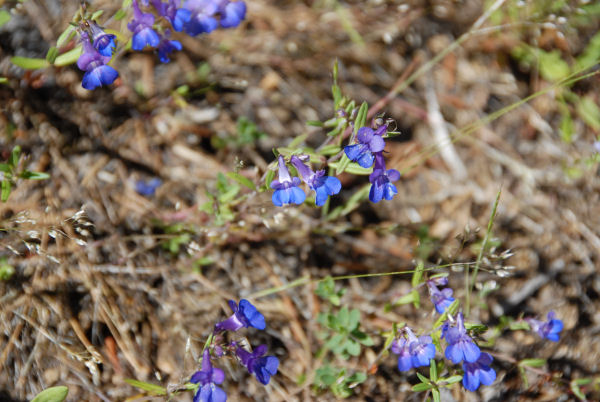 Giant Blue-Eyed Mary