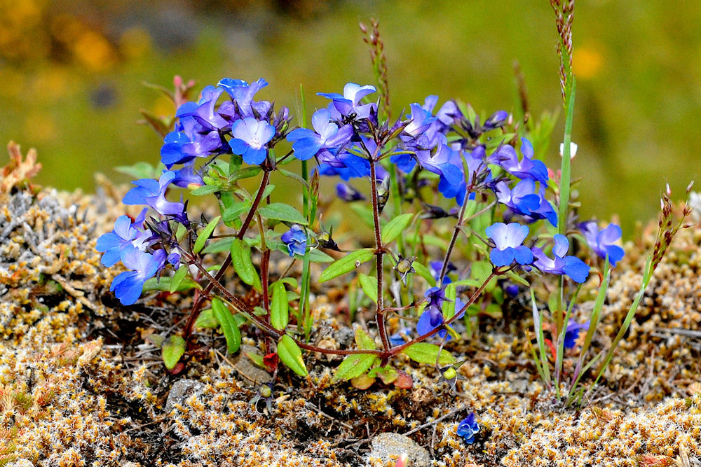 Small-Flowered Blue Eyed Mary Wildflowers Found in Oregon