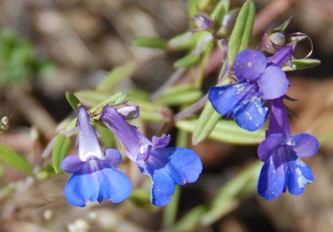 Small-Flowered Blue Eyed Mary - Wildflowers Found in Oregon
