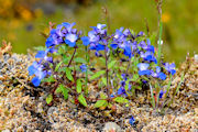 Blue-Eyed Mary, Small-Flowered