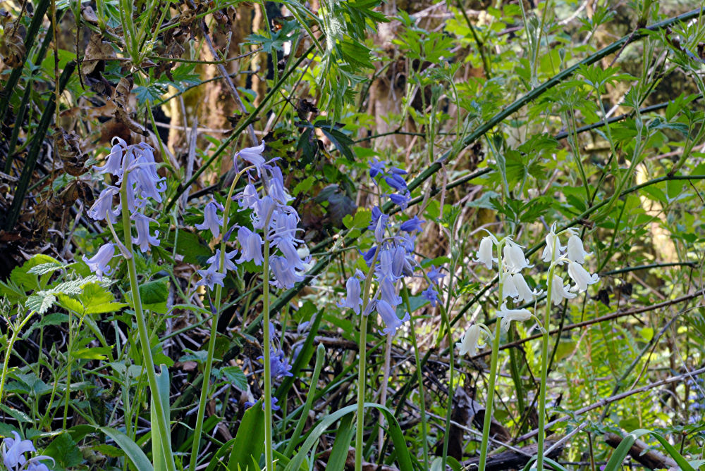 Spanish Bluebell 