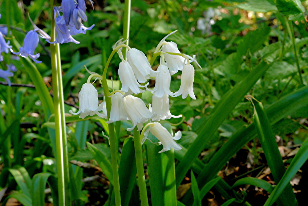 Spanish Bluebell