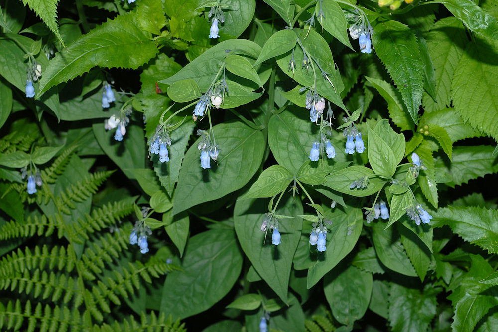 Broadleaf Bluebells 