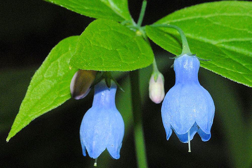 Broadleaf Bluebells