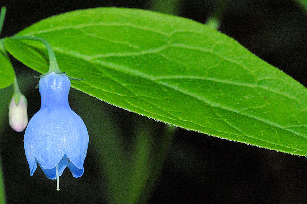 Broadleaf Bluebells