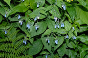 Bluebells, Broadleaf