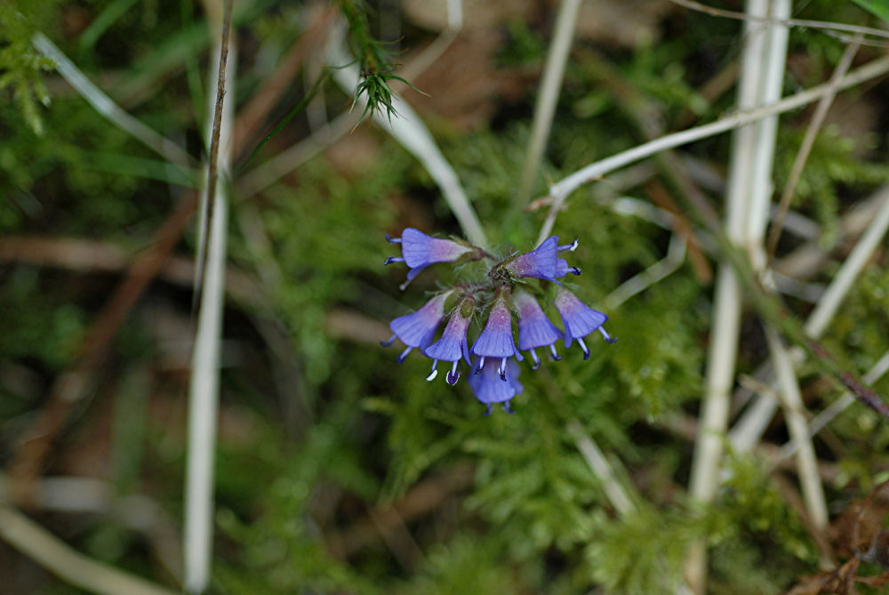 	Leafy Bluebells