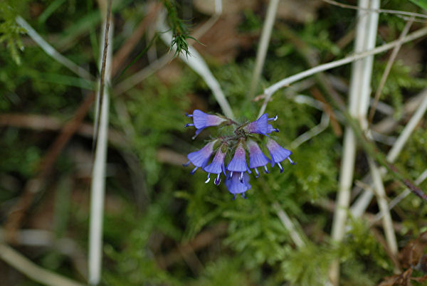 Leafy Bluebells