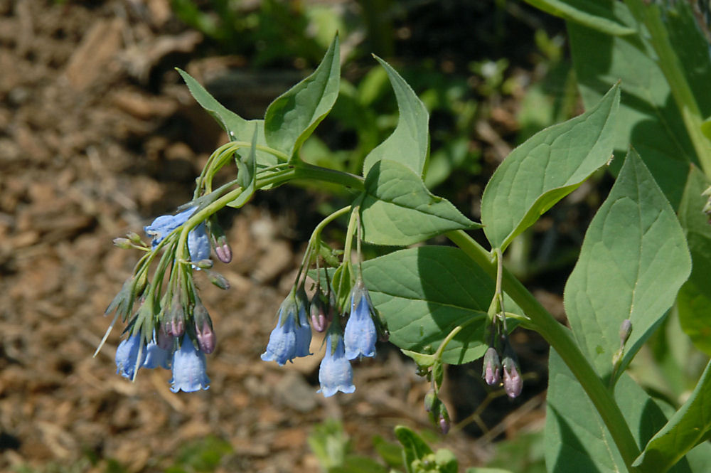 Tall Bluebells Wildflowers Found in Oregon