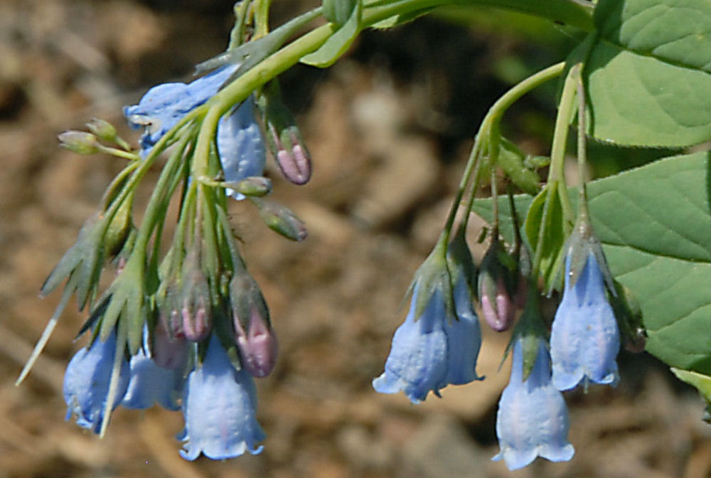 Tall Bluebells - Wildflowers Found in Oregon