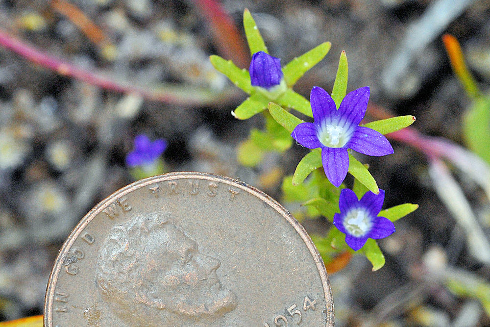Common Bluecup - Wildflowers Found in Oregon