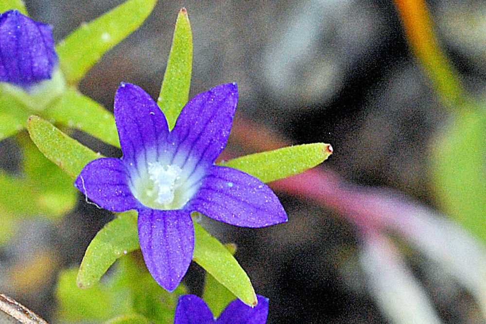 Common Bluecup - Wildflowers Found in Oregon