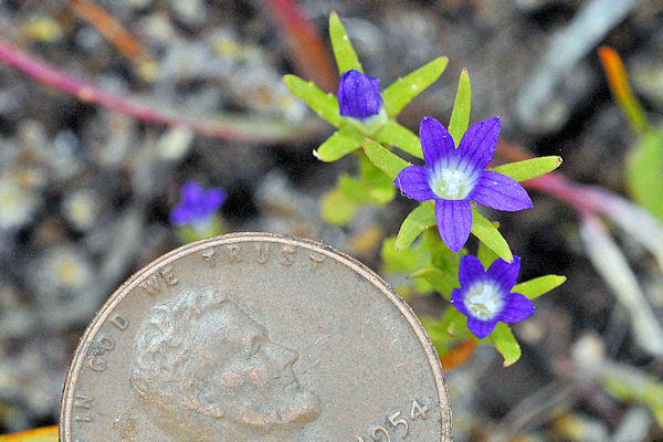 Common Bluecup