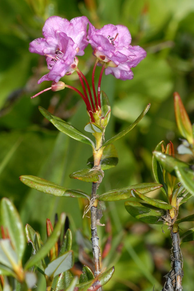 Western Bog-Laurel Wildflowers Found in Oregon