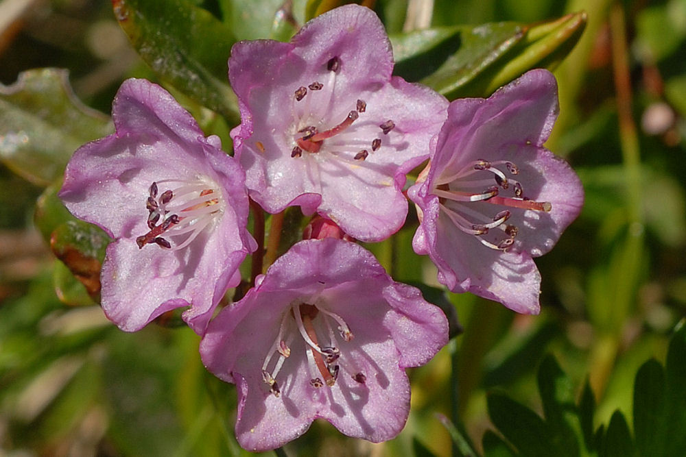 Western Bog-Laurel - Wildflowers Found in Oregon