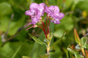 Bog-Laurel, Western