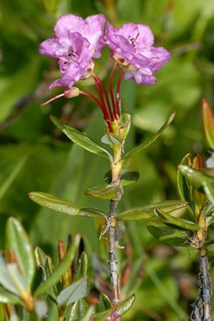 Western Bog-Laurel