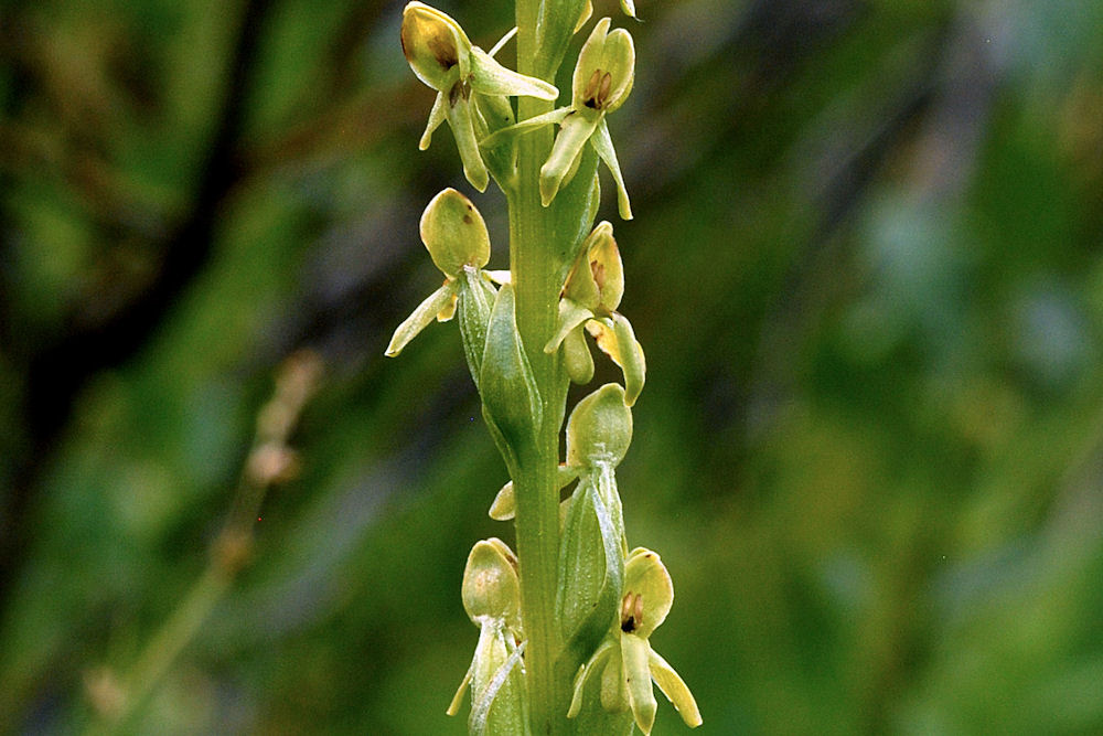 Northern Green Bog-Orchid Wildflowers Found in Oregon