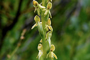 Bog-Orchid, Northern Green