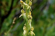 Bog-Orchid, Northern Green