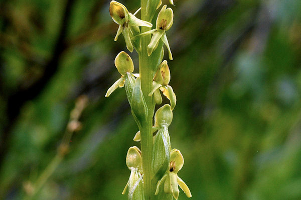 Northern Green Bog-Orchid
