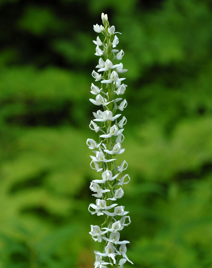 White Bog-Orchid Wildflowers Found in Oregon