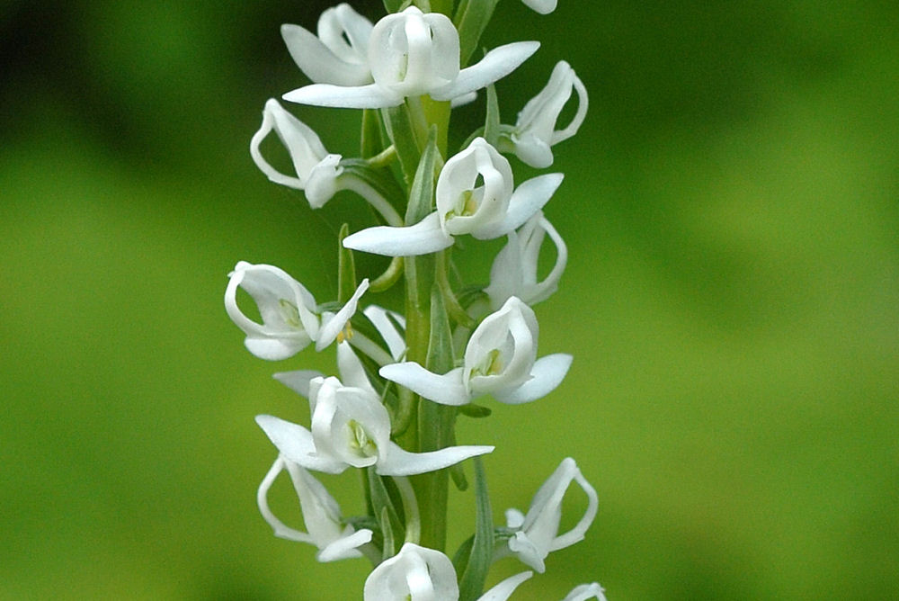 White Bog-Orchid Wildflowers Found in Oregon