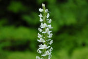 Bog-Orchid, White