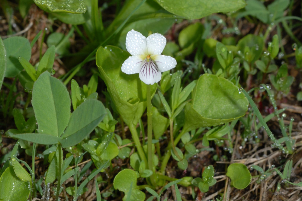 Western Bog-Violet Wildflowers Found in Oregon