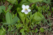 Bog-Violet, Western