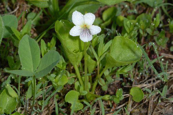 Western Bog-Violet