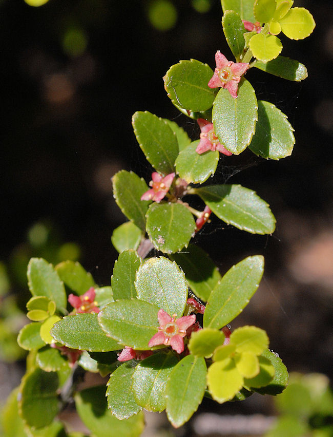 Oregon Boxwood