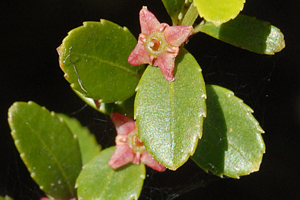 Oregon Boxwood 