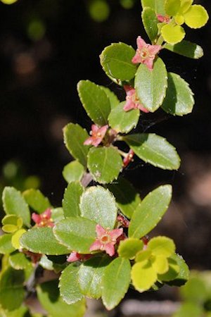 Oregon Boxwood