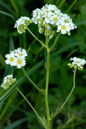 Mountain Boykinia Wildflowers Found in Oregon