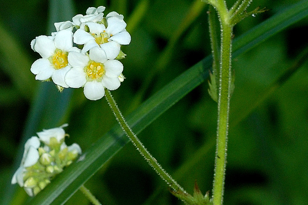 Mountain Boykinia Wildflowers Found in Oregon