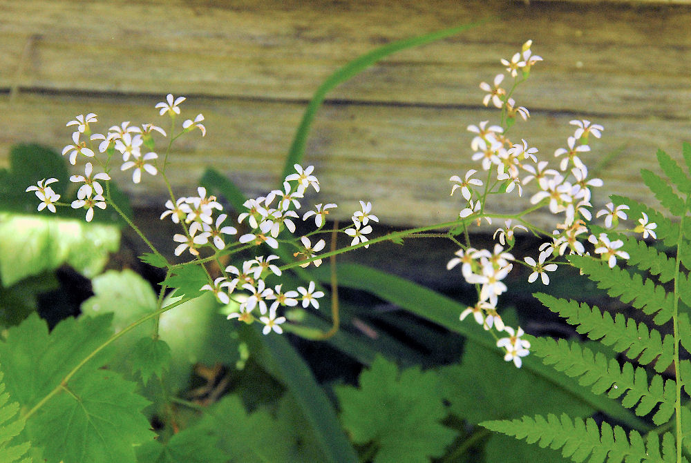 Western Boykinia Wildflowers Found in Oregon