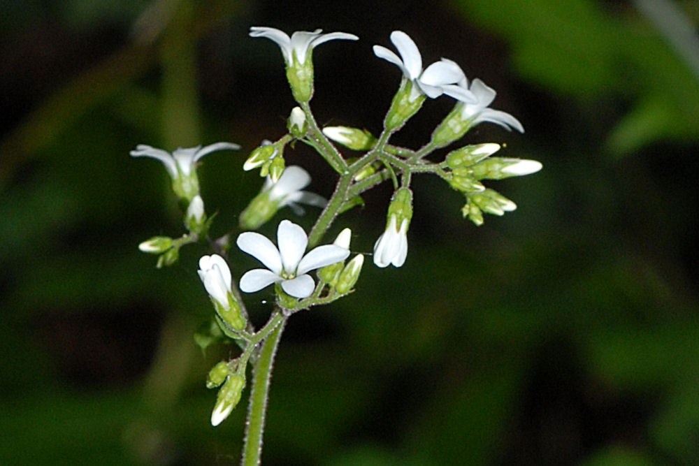 Western Boykinia Wildflowers Found in Oregon