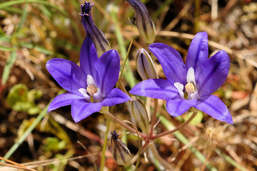 Elegant Brodiaea Wildflowers Found in Oregon