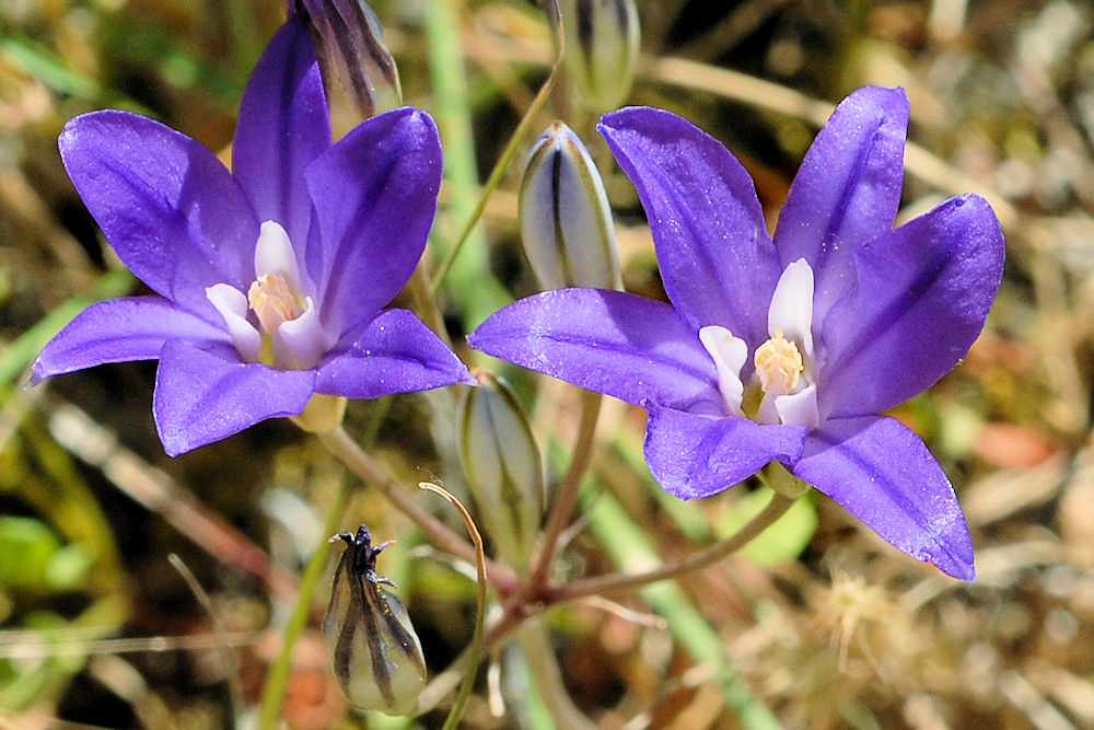 Elegant Brodiaea Wildflowers Found in Oregon