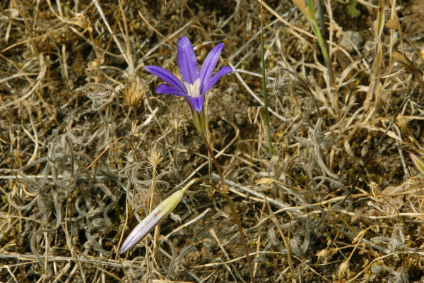 Elegant Brodiaea